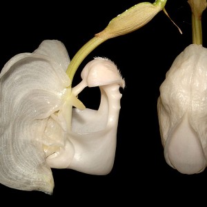 Coryanthes albo-rosea